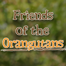 Welcome to Friends of the Orangutans new website!