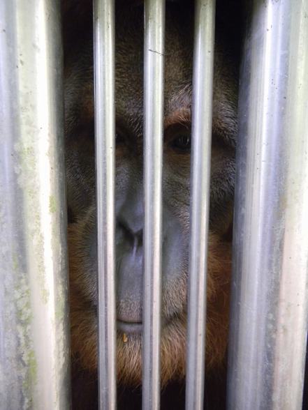 Melaka Zoo orangutans need help