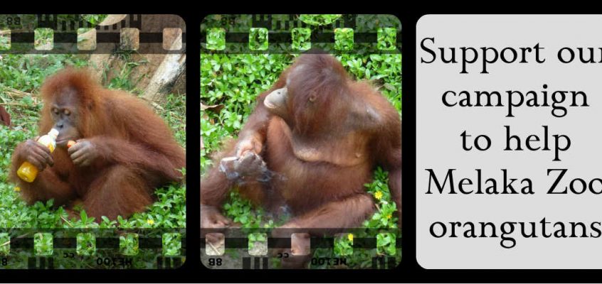 Your support is making a difference at Melaka Zoo!