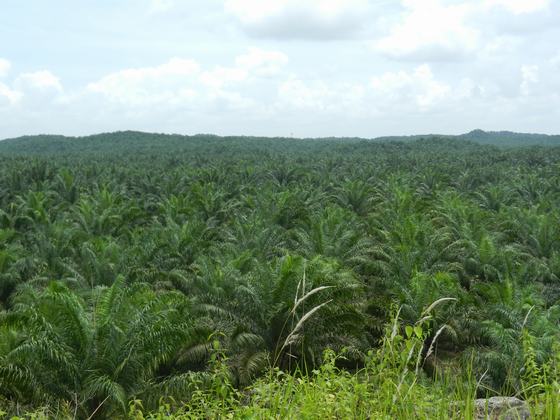 25,000 Hectares of Forest in Sabah in Jeopardy