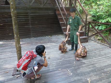 Shangri-La’s exploitation of orangutans exposed