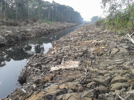 BLD Plantation Continue Destroying Peatland in Sarawak (2016 Update)