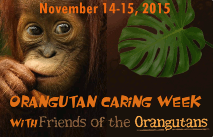 Orangutan Caring Week with FOTO