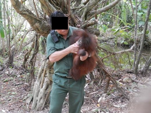Shangri-La’s orangutan exploitation to end in April!
