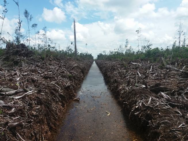 FOTO’s reply to BLD on peatland destruction