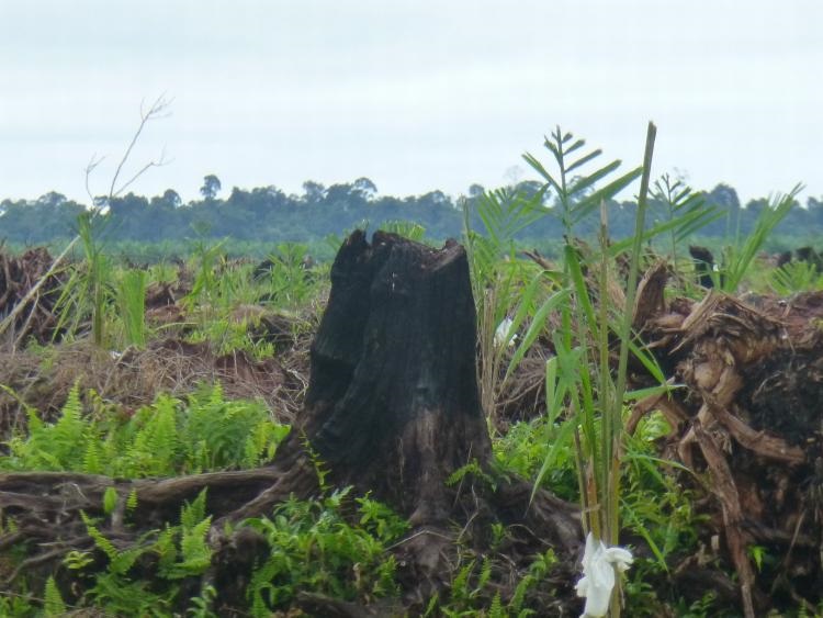 FOTO Press Statement – BLD Plantation continues to destroy Sarawak peat forests