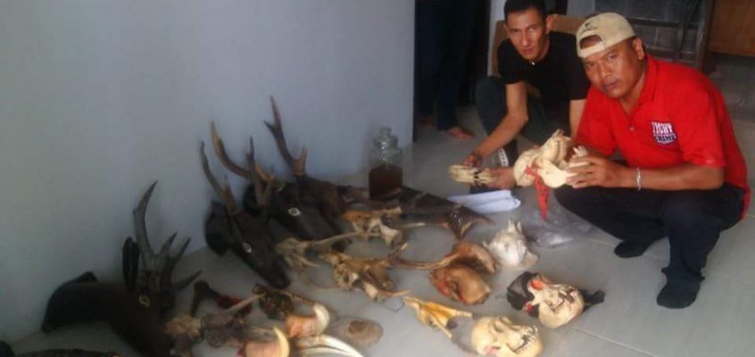 Wildlife parts seized, owner arrested