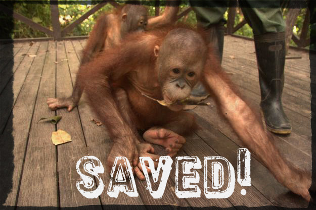 Victory for the orangutans in Sabah’s Shangri-La Hotel!