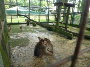 MACAQUES SHORT TAIL. EIGHT (2)