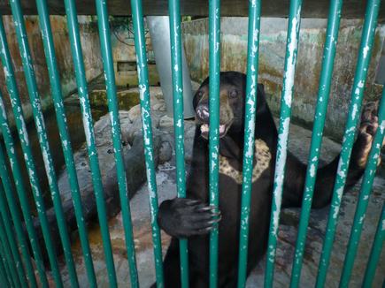 Stop the suffering of sun bears at Miri Crocodile Farm