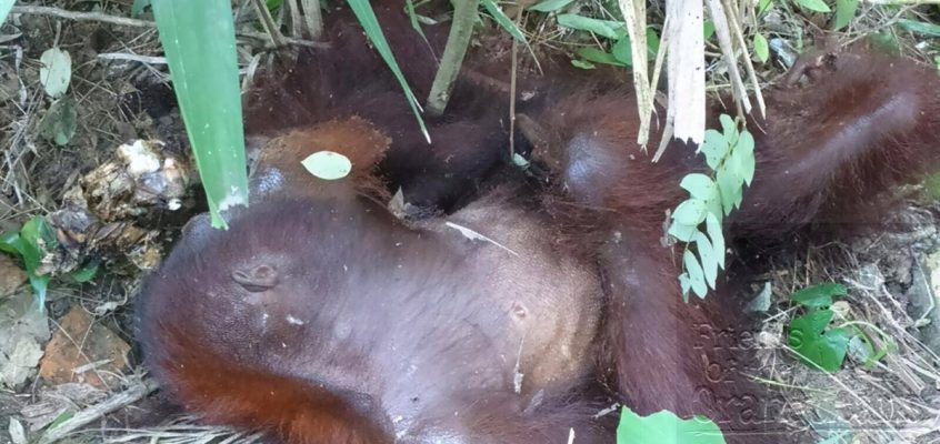 Orangutan attack at Sepilok