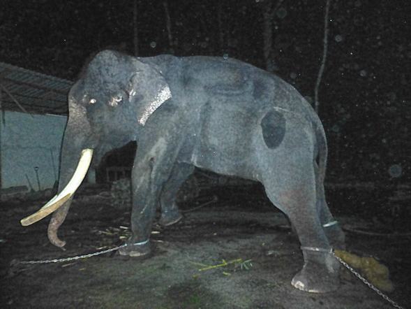 Help save Lasah the elephant