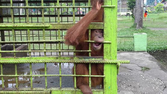 Indonesia’s zoos from hell