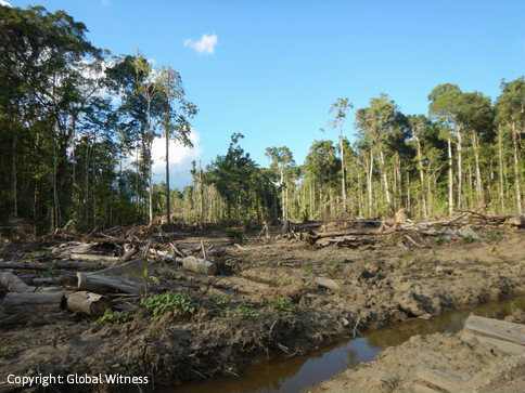 Company owned by Malaysians clearing PNG forests