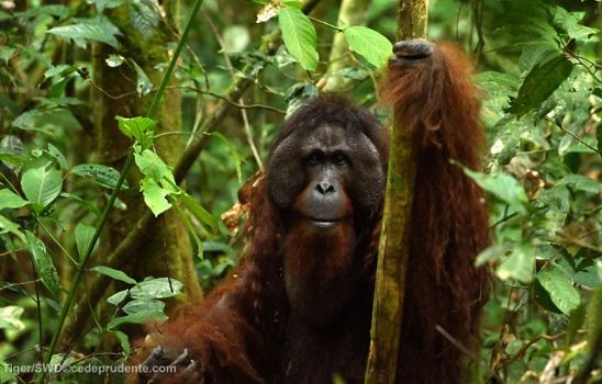 When profits rule – Sepilok orangutan release disaster