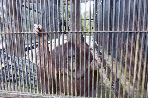 Poor treatment for orangutans at Kemaman Zoo continues