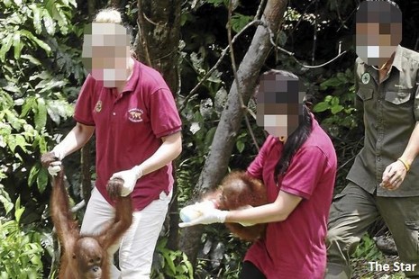 British company refuses to stop exploitation of Malaysia’s orangutans
