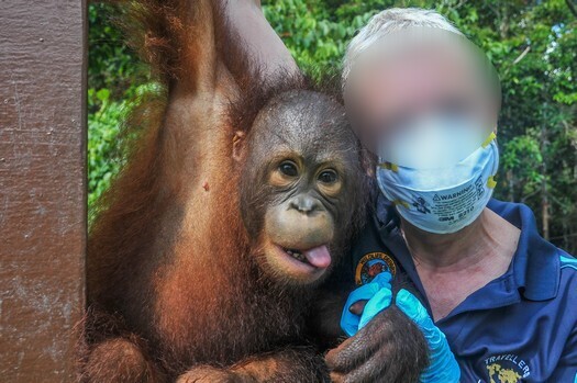 British company folds, but will orangutan exploitation at Sepilok end?