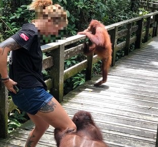 SWD’s dubious plan to release two orphaned Sepilok orangutans