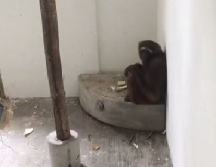 Appalling video of gibbon raise concerns about PERHILITAN rescue centres, again