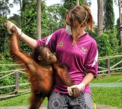 General public finally barred from involvement with orangutan rehab at Sepilok