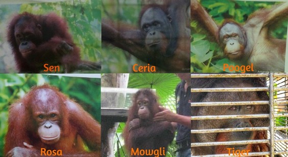 Welfare Concerns For 6 Sepilok Orangutans: No Transparency From Sabah Wildlife Authorities