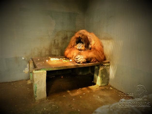 Captive breeding of orangutans is not conservation