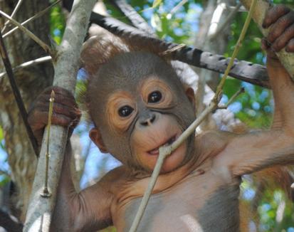 What happened to the mothers of two orphaned Sepilok orangutans?