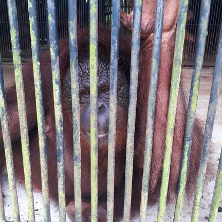 In pictures: Years of appalling treatment of Malaysian orangutans at Kemaman Zoo