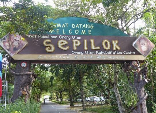 Was an orangutan needlessly euthanised at Sepilok?