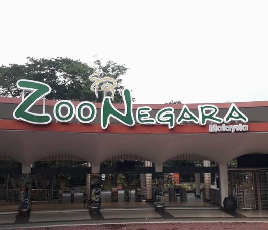 Why won't PERHILITAN prosecute Zoo Negara? - Friends of the Orangutans