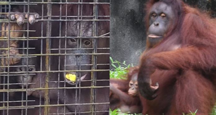 FOTO condemns Taiping Zoo’s breeding of orangutans