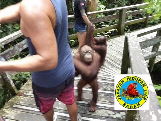 Wildlife authorities not transparent about orangutans at Sepilok, but asks the public to donate