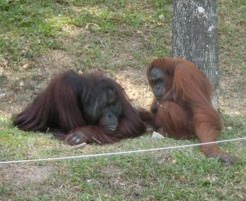 Treatment of Bornean orangutans at Zoo Negara distasteful