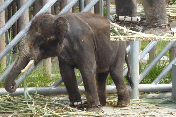 Appalling Video of Elephant in Chains at Kemaman Zoo Rings Alarm Bells Again