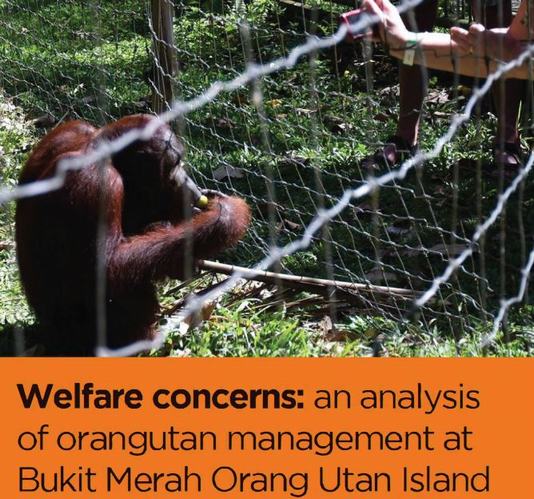 Welfare concerns: an analysis of orangutan management at Bukit Merah Orang Utan Island